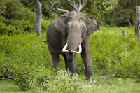 A male Asian Elephant in India.